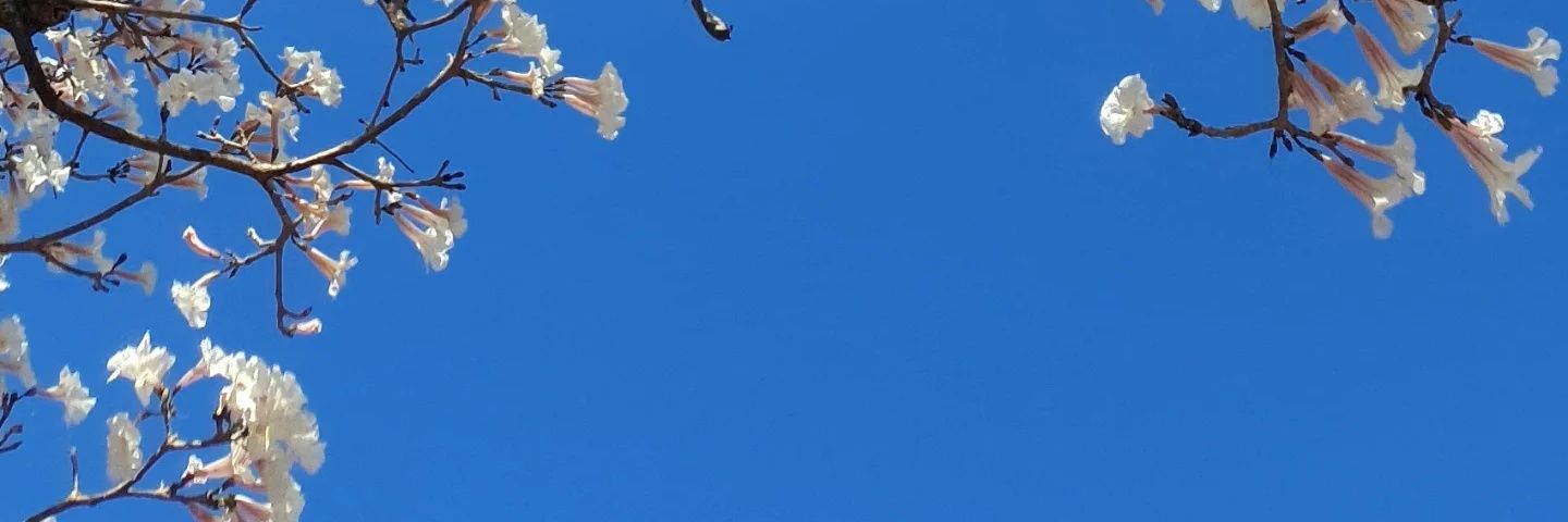 carolinacferr's profile banner image