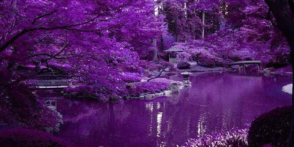 PurplePadawan7's profile banner image