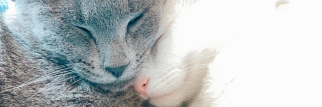 BrosCarmen's profile banner image