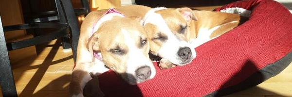 RoseSPerkins Profile Banner