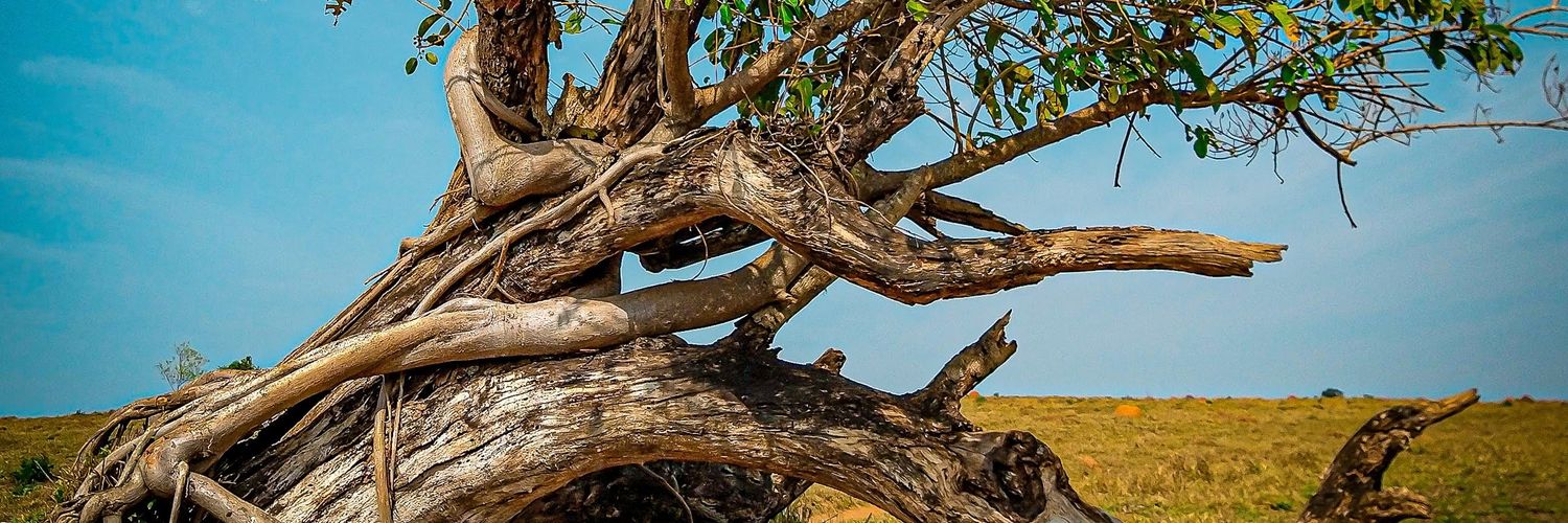 thainagr's profile banner image