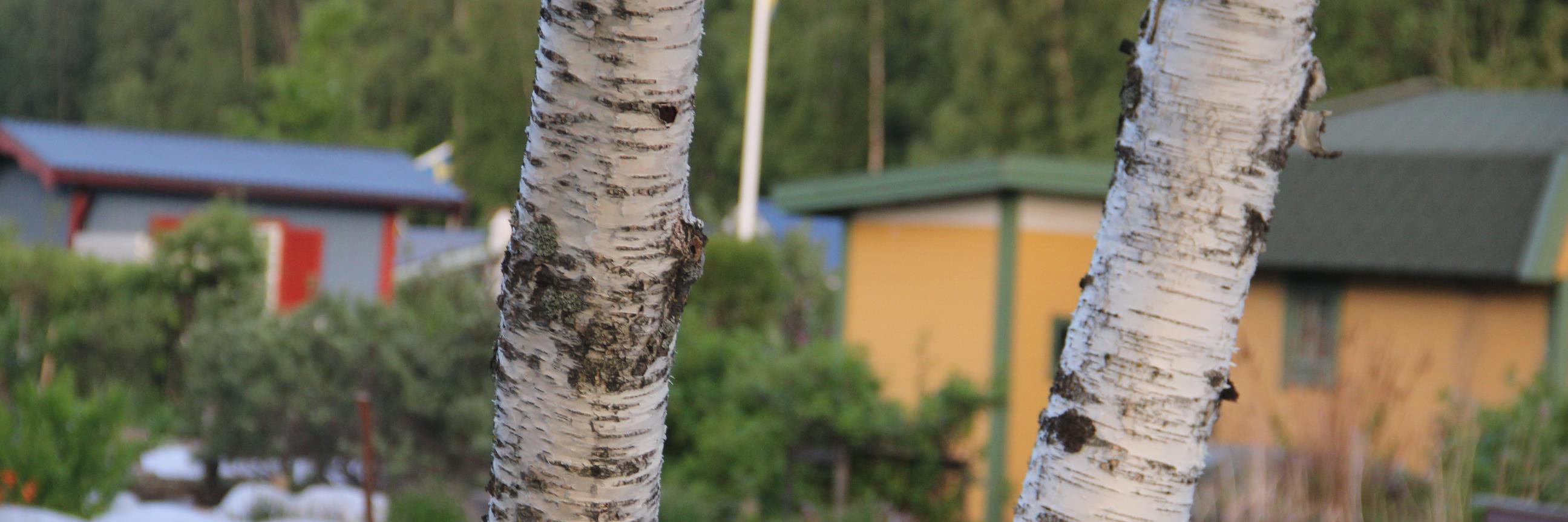 TinaNorgren's profile banner image