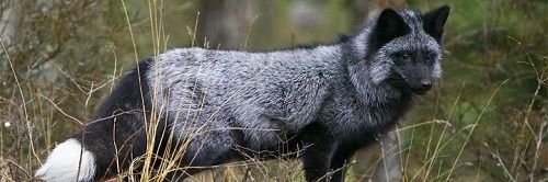 Silver Fox banner