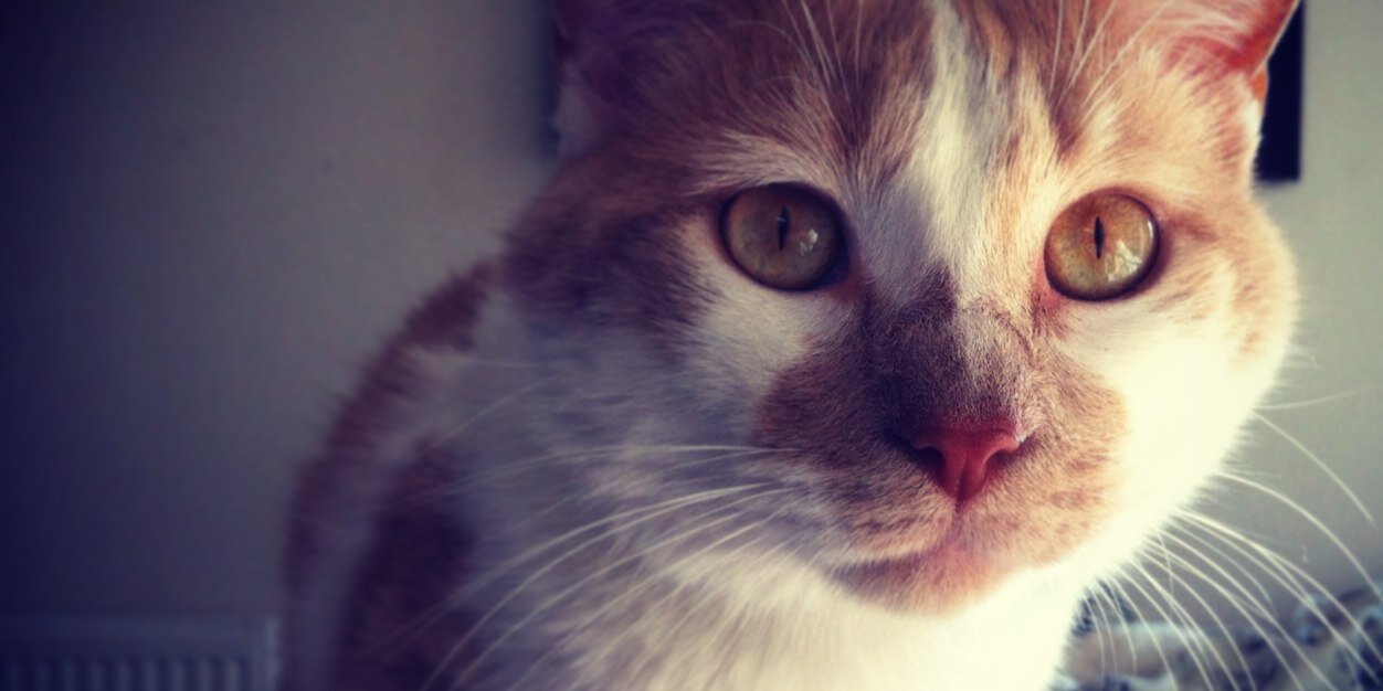 fran_sola's profile banner image