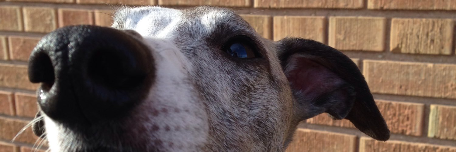 caitycurtis's profile banner image