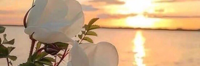 محمد العبدالله banner