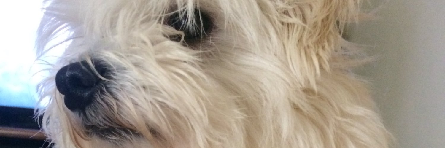 Litsou's profile banner image
