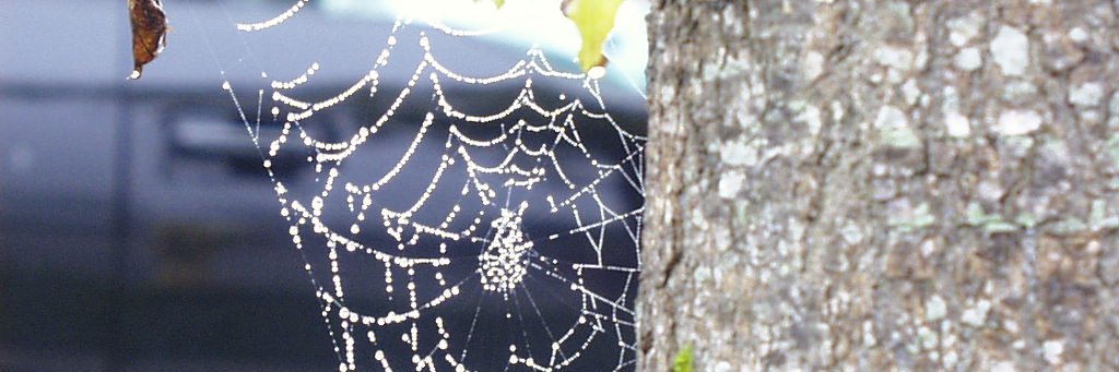 TerrieMeer's profile banner image