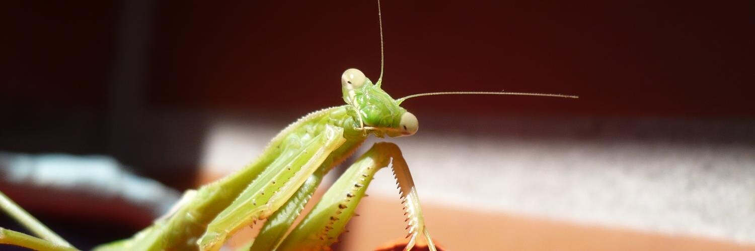 ŢĨƤĨᑥꀌᗩƝƓ banner