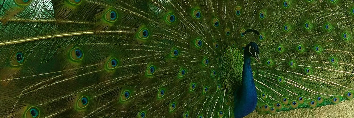 PolyFuentes's profile banner image