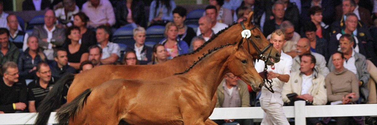 SELLVeulenveilingBra banner