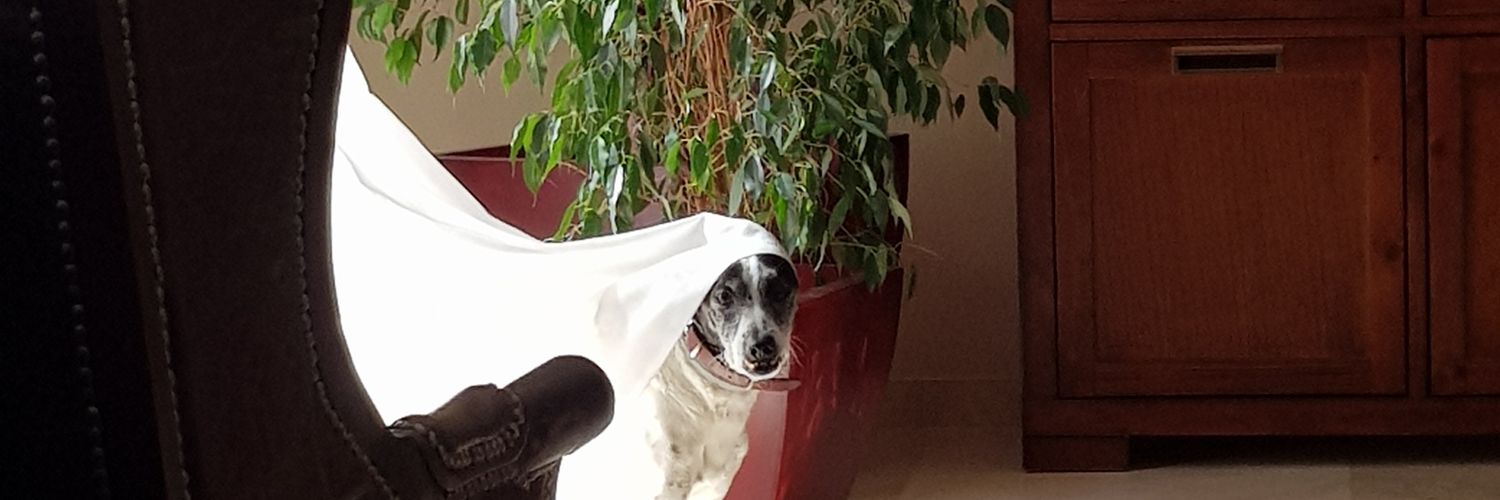 EleeOliva's profile banner image