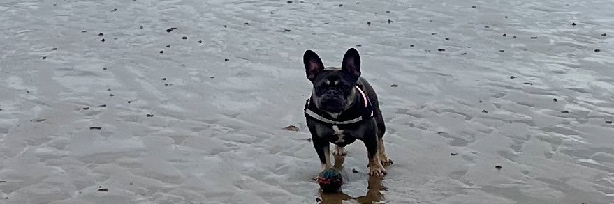 broque watson banner