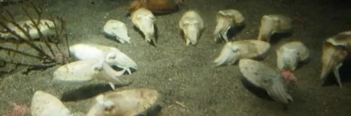 Monte Christo banner