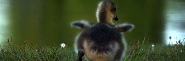 ToothyTile&GGoose banner