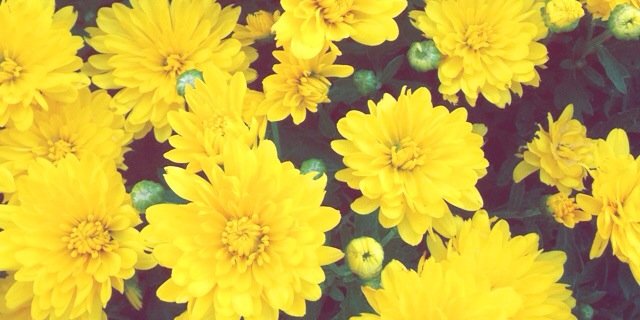 ericahshoe's profile banner image