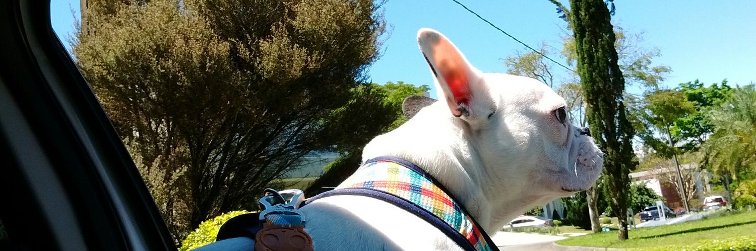 dbochnie's profile banner image