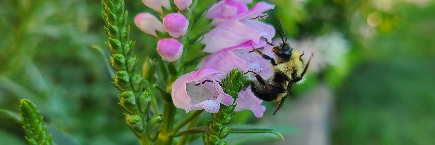 Beekeepers_Wife's profile banner image