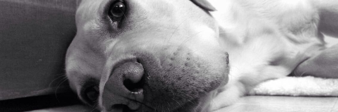 HayBull12's profile banner image