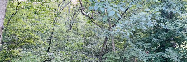 ChipWellgreen Profile Banner