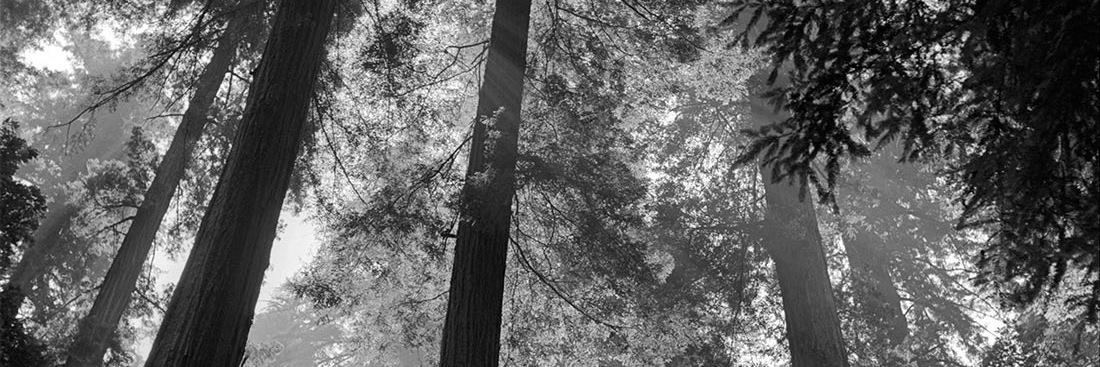 renelavanda's profile banner image