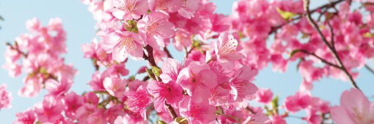 liaxiaocui's profile banner image