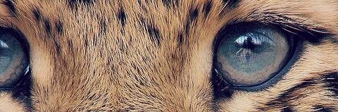 Trizfactor's profile banner image