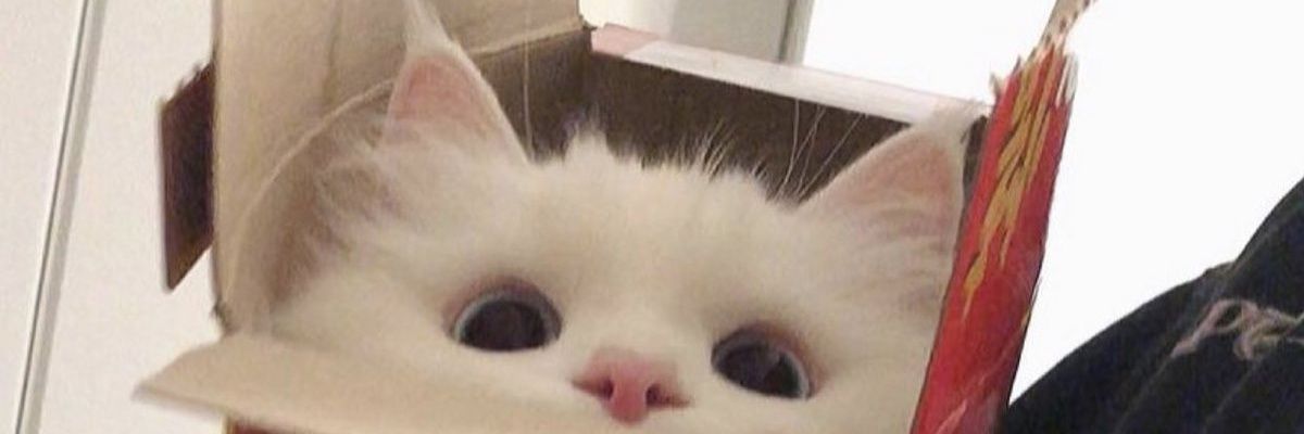 fiancans's profile banner image