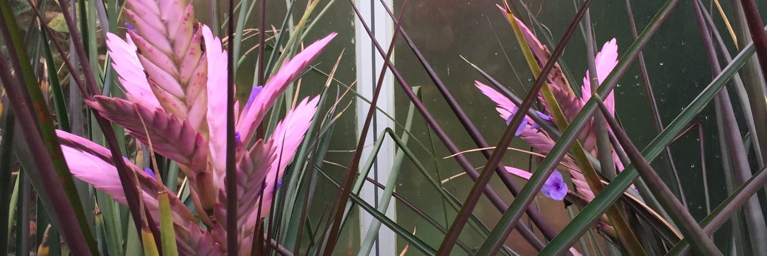 kikidiiley's profile banner image