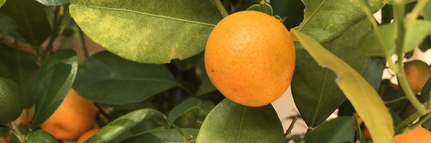 jmanictomatis's profile banner image