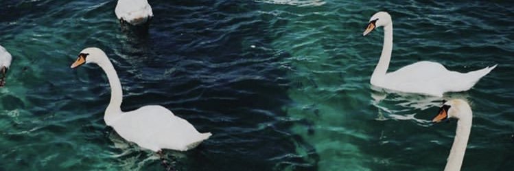 savshoe's profile banner image