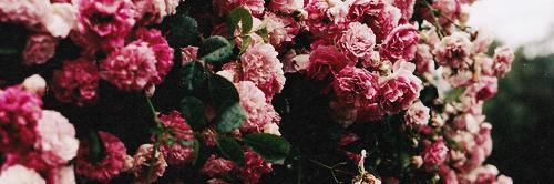 JelInWonderland's profile banner image