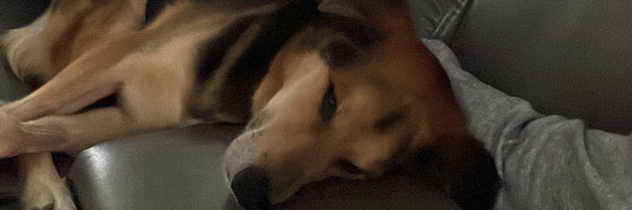 dr. dolittle. banner