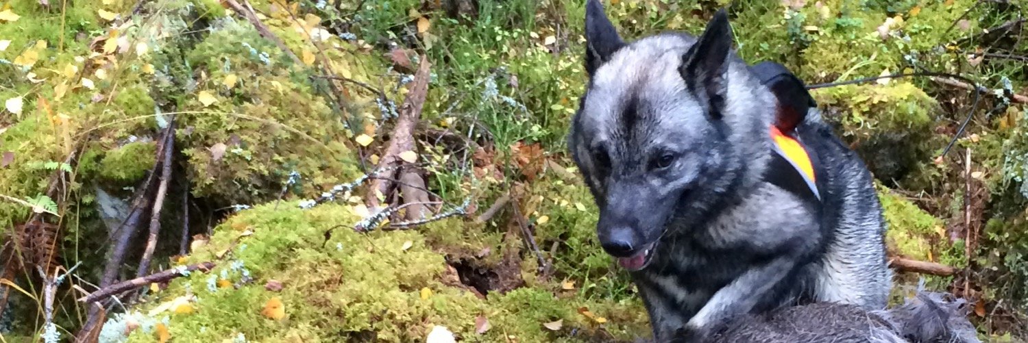 bjornguss's profile banner image