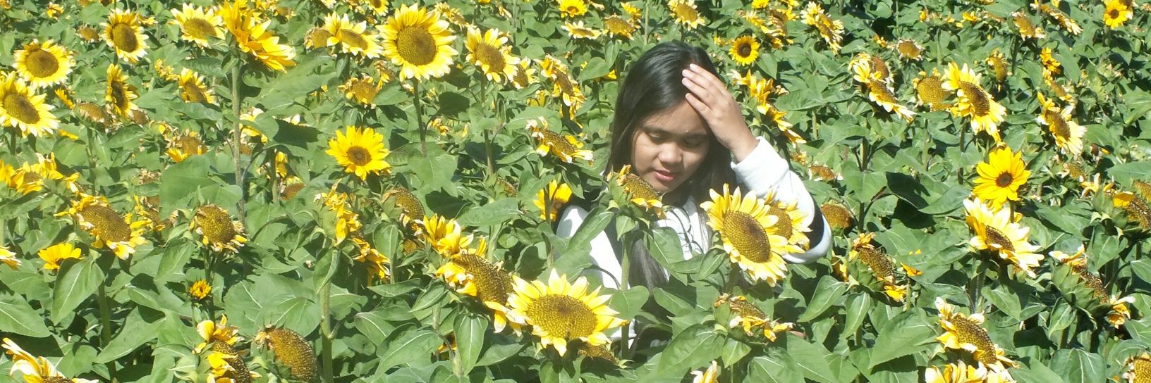 jasminsnchz's profile banner image