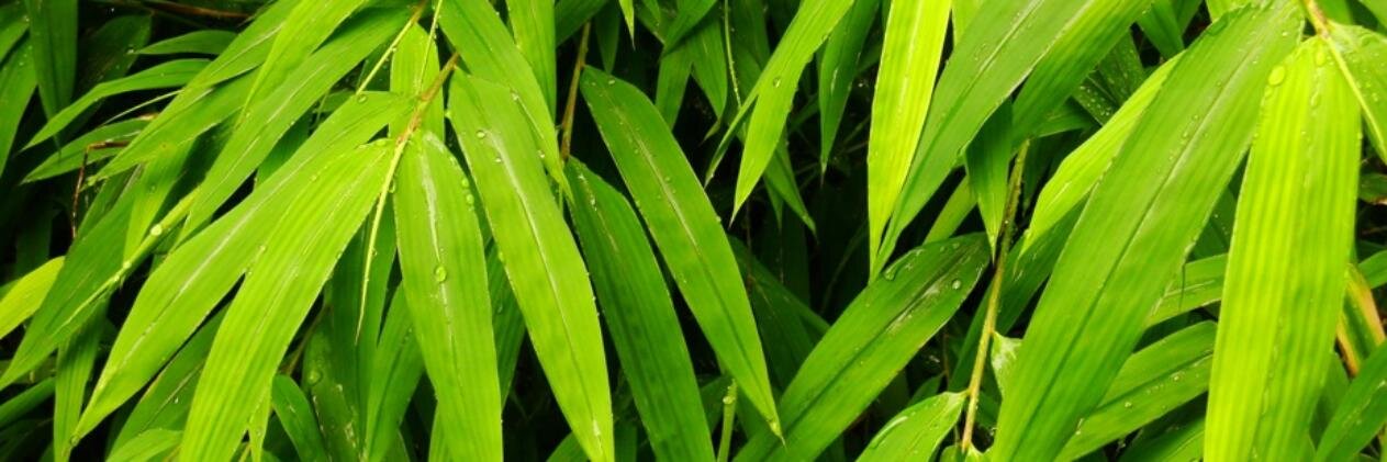 drsanjeebc's profile banner image