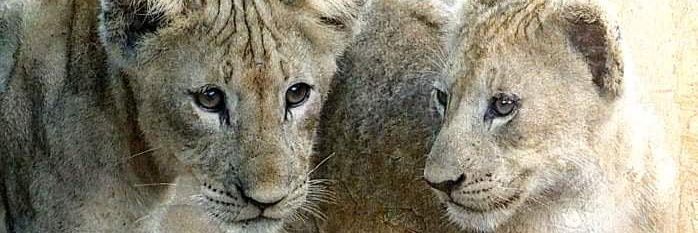 Cde_Paul's profile banner image