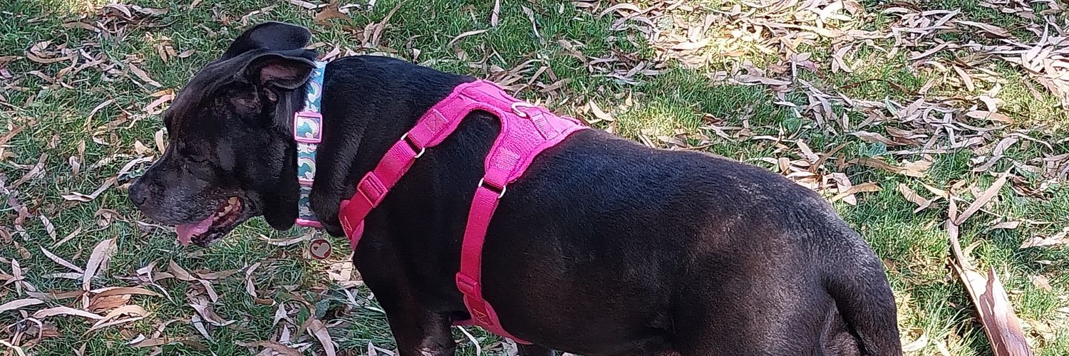 Braxton2Heart's profile banner image