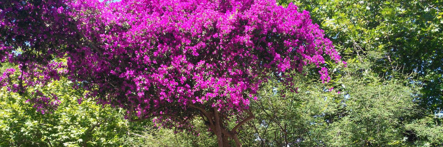 Victoria Martinez banner