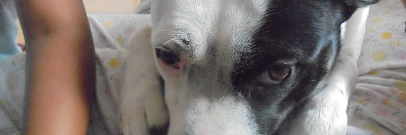 Sanjoy Bhattacharya banner