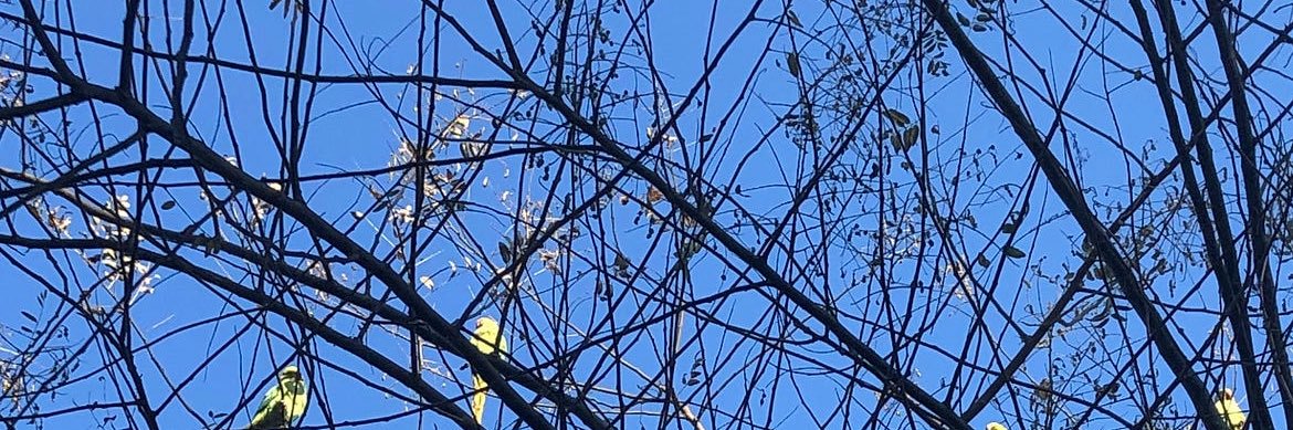 Fabrizio Tassinari banner