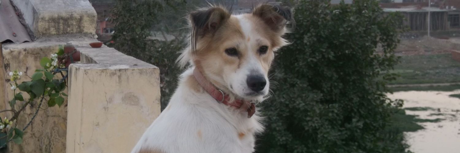 VARNITA vajpayee (तृप्ति) banner