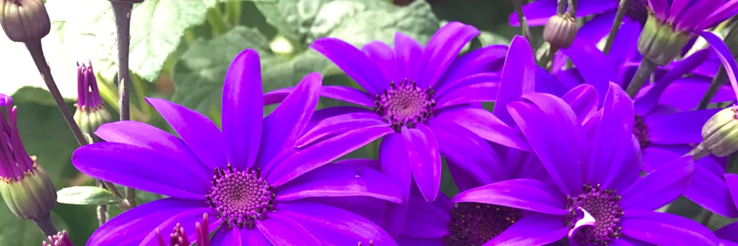 PyleGarden's profile banner image