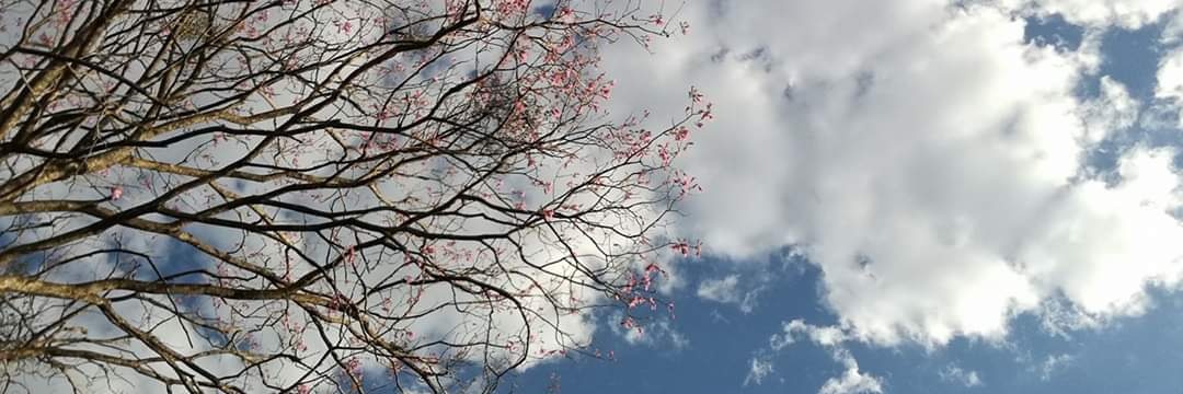 lilibethayala's profile banner image