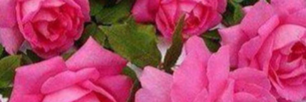 ريم بنت ناصر الدريهم banner