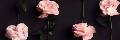 salshadwis's profile banner image