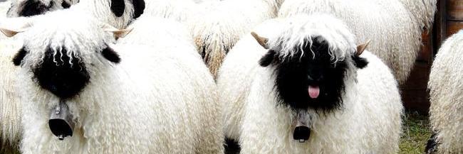 Borggie🦂🐑🌱🐋🌎 banner