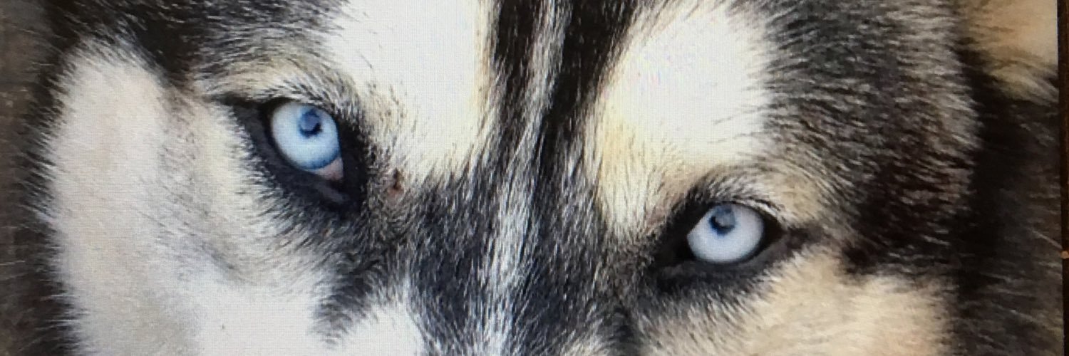 Spaddle's profile banner image