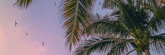 elaflor26's profile banner image