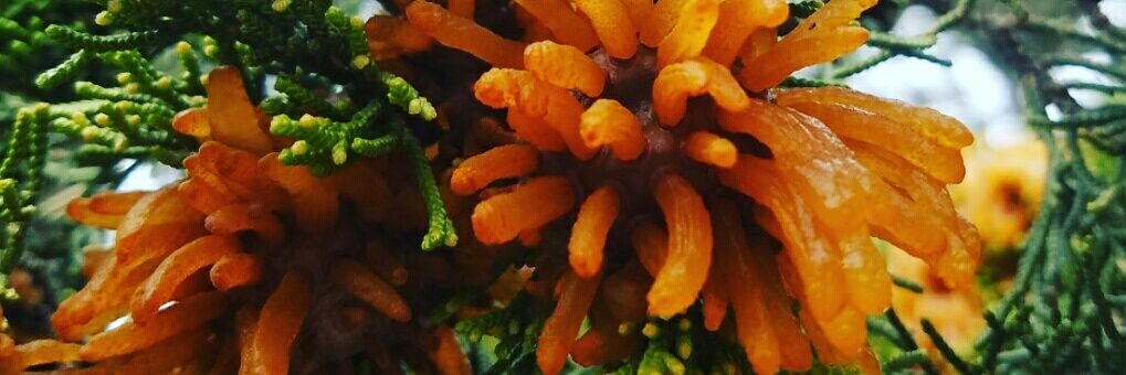 Mariko Alexander banner